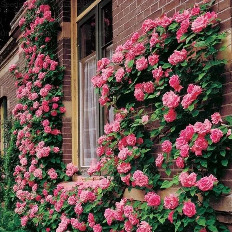 🌹9 variétés de graines de rosiers grimpants aux couleurs rares