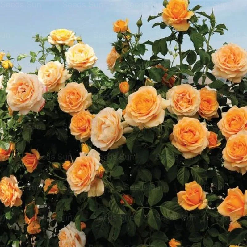 🌹9 variétés de graines de rosiers grimpants aux couleurs rares