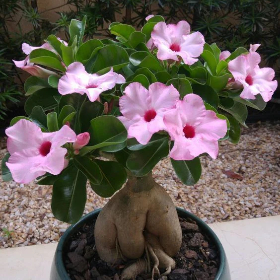 🌵🌺Graines de roses du désert