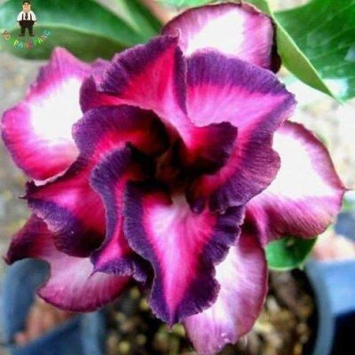🌵🌺Graines de roses du désert