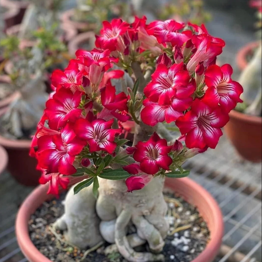 🌵🌺Graines de roses du désert