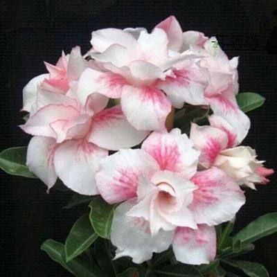 🌵🌺Graines de roses du désert
