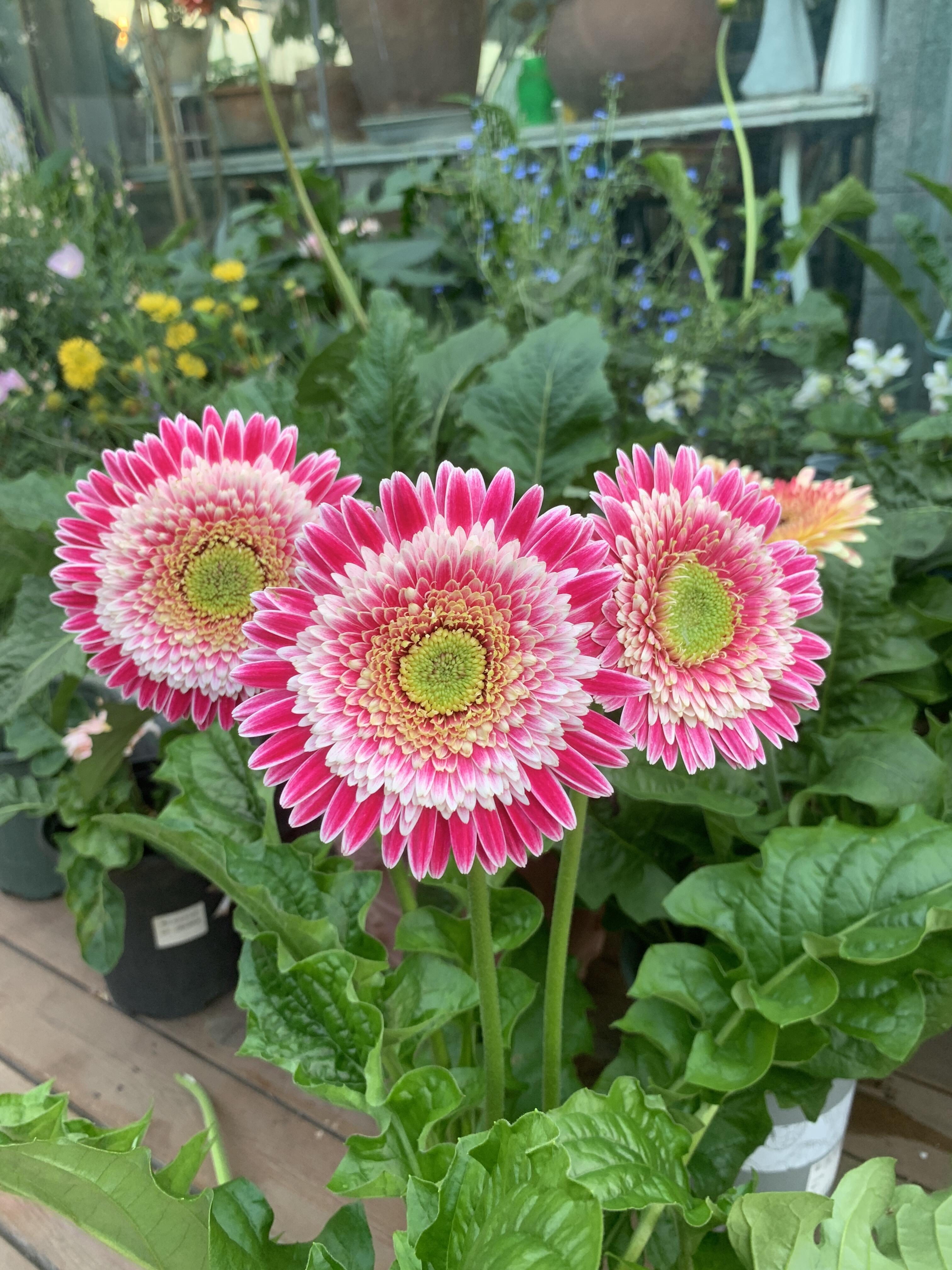 Gerbera ‘Corine’ Flower Seeds