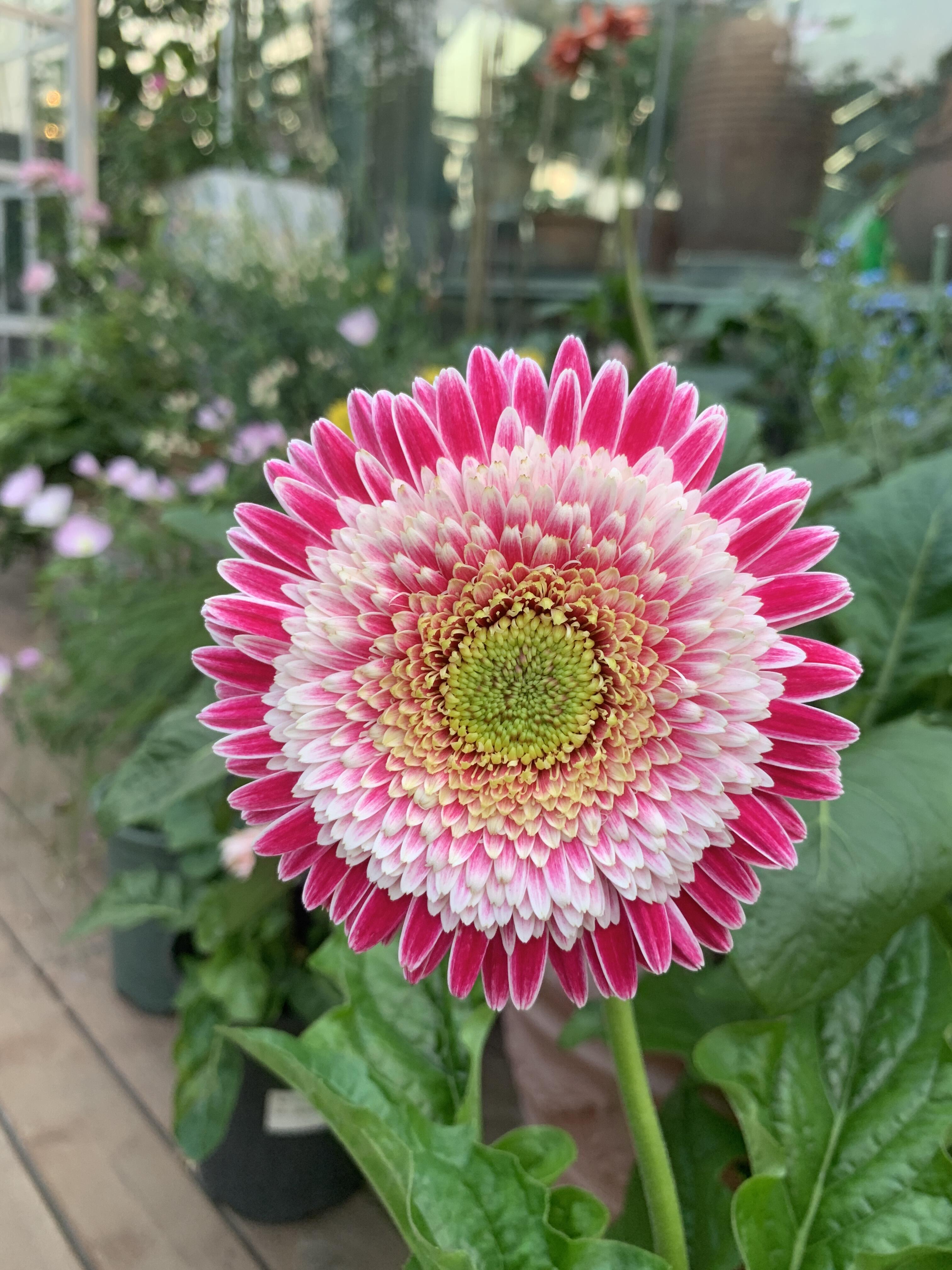 Gerbera ‘Corine’ Flower Seeds
