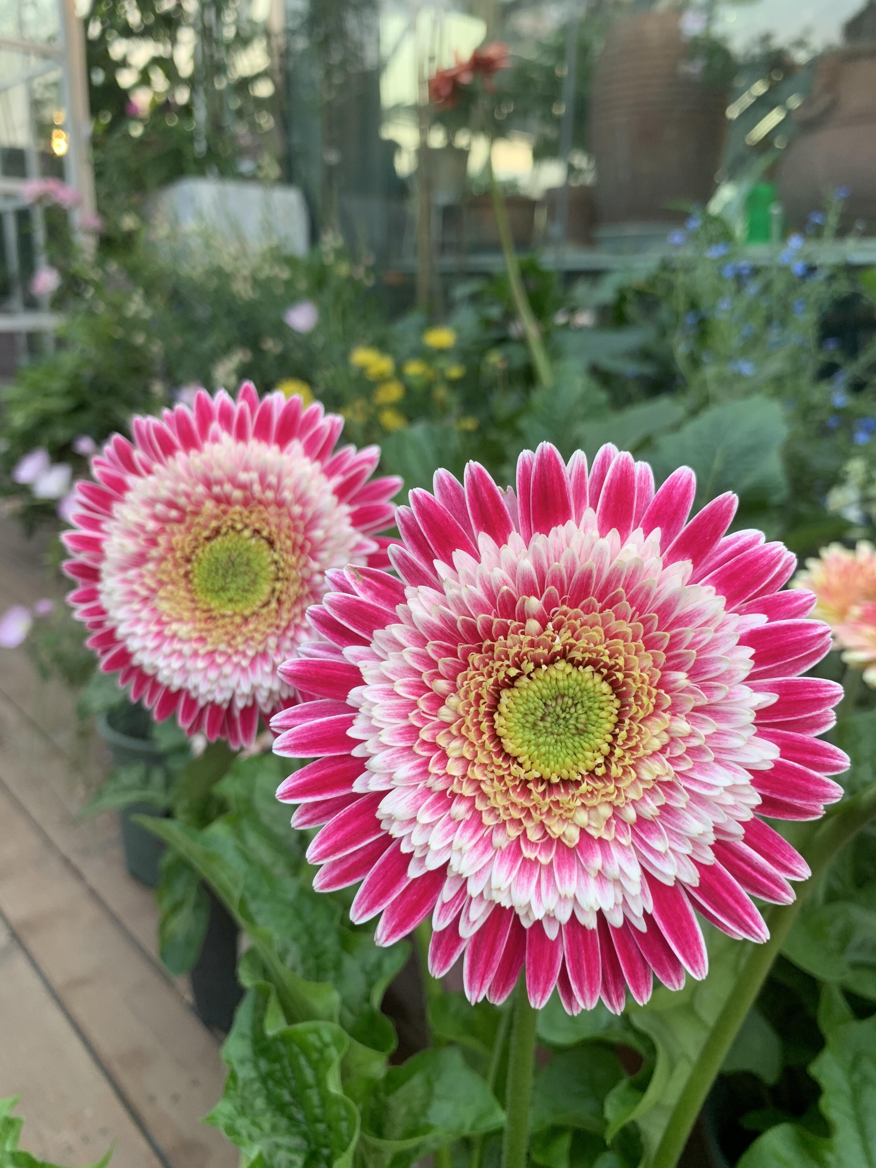 Gerbera ‘Corine’ Flower Seeds