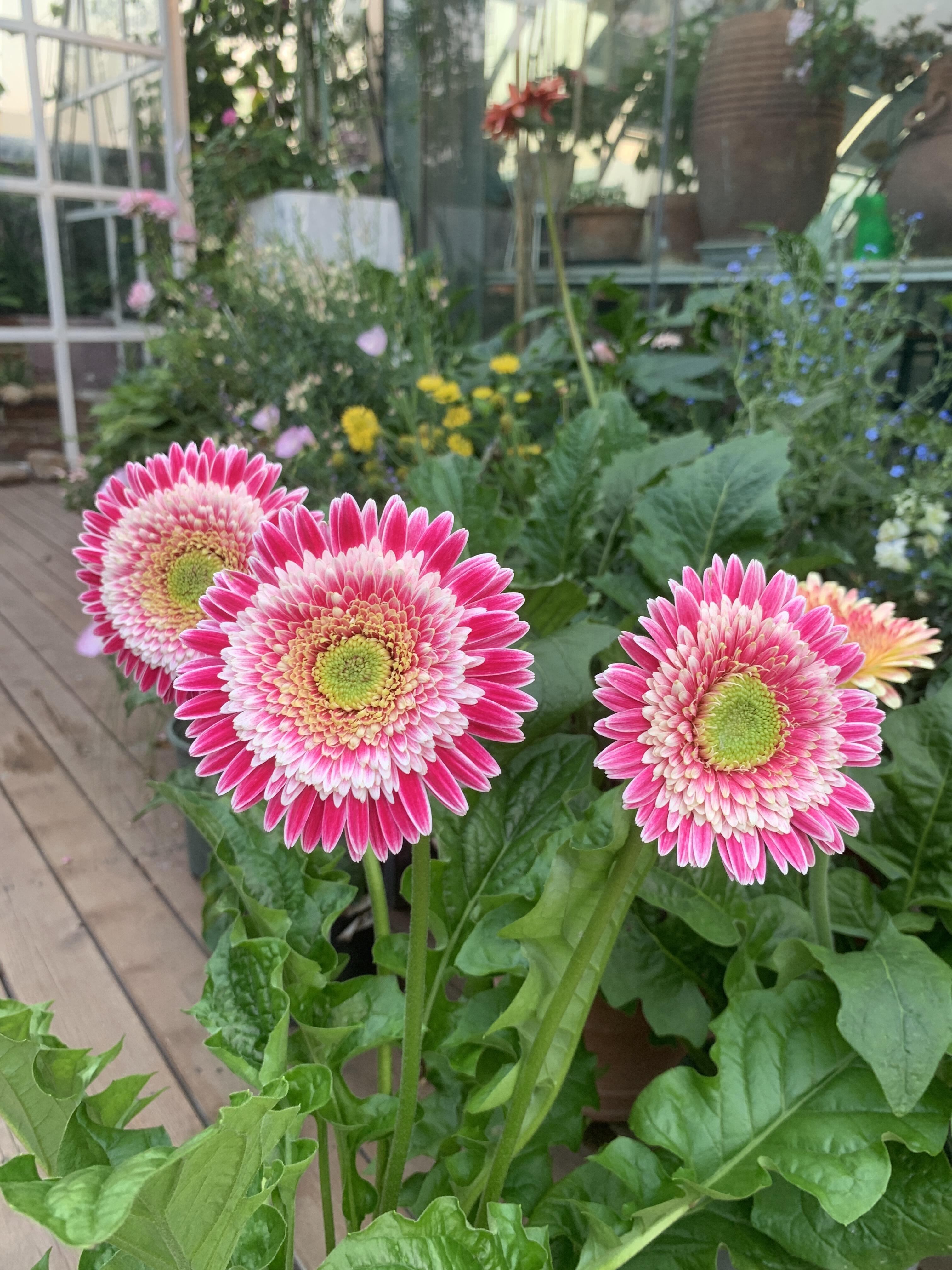 Gerbera ‘Corine’ Flower Seeds