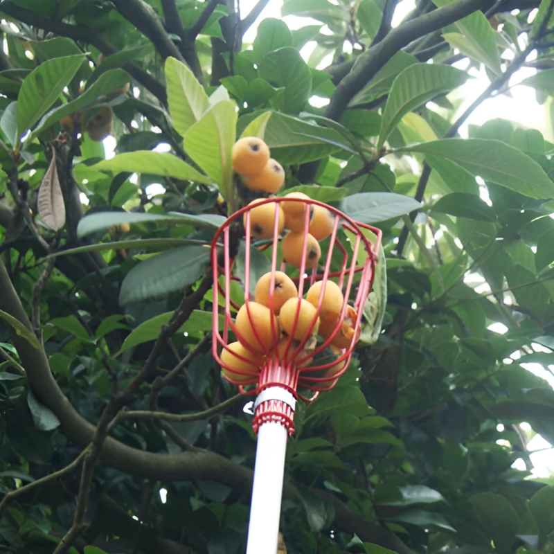 Recolector de frutas con palo extensible