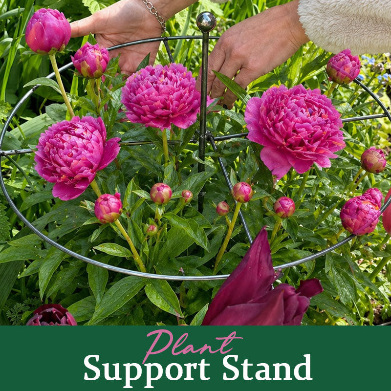 Latest plant support