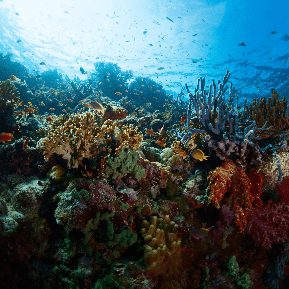 Indonesia eSIM – Vibrant coral reef with tropical fish underwater in Raja Ampat, travel eSIM for Indonesia
