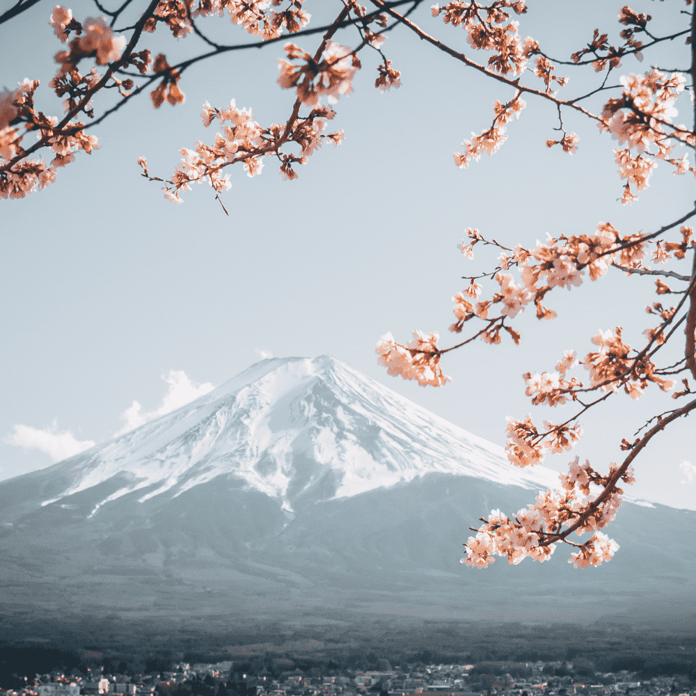 Japan eSIM – Mount Fuji with snow cap framed by cherry blossom branches in spring, travel eSIM for Japan
