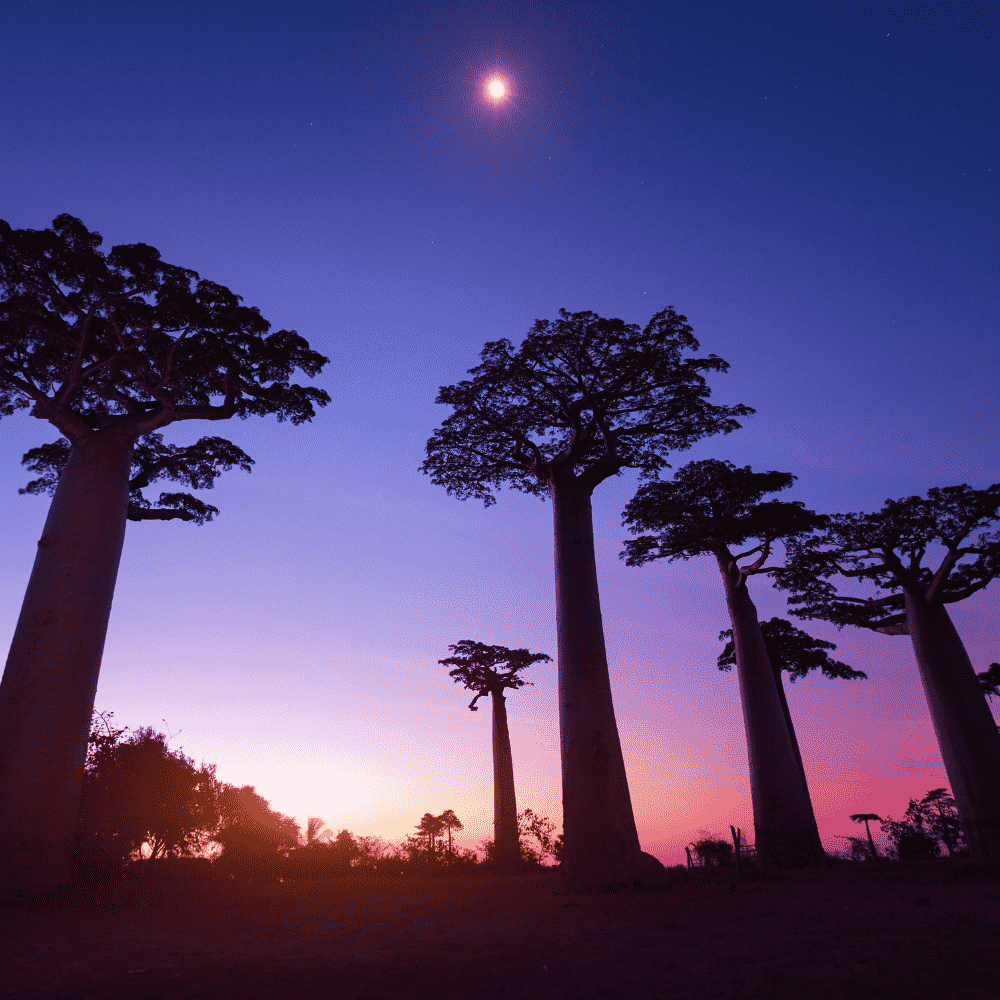 Madagascar eSIM – Avenue of the Baobabs silhouette at sunset, travel eSIM for Madagascar
