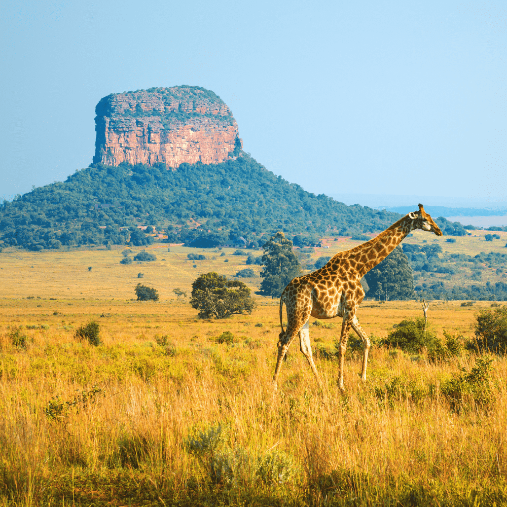 South Africa eSIM – Giraffe walking across golden savanna grassland with a flat-topped mesa in Kruger National Park, travel eSIM for South Africa
