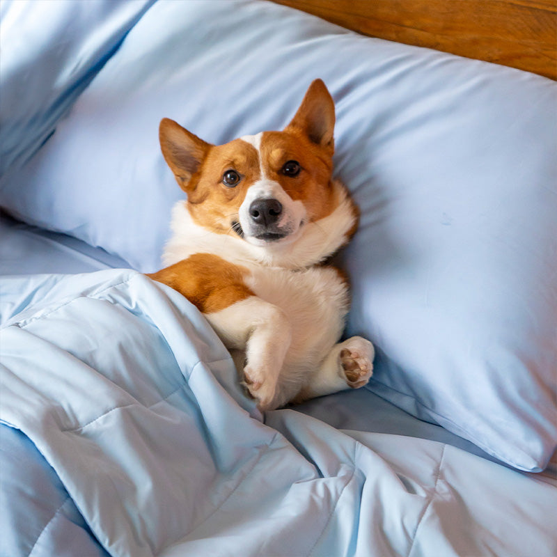 pet sleep on bed