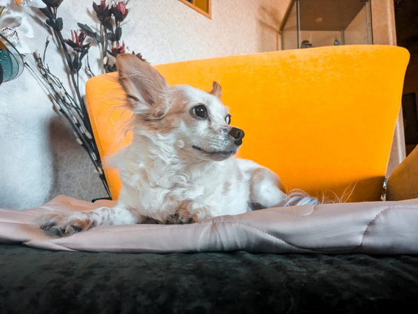 dog sitting on zonli cooling pet mat
