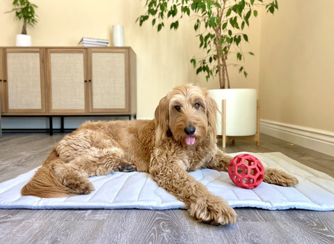 -Micah-on-mat-with-zonli cooling mat