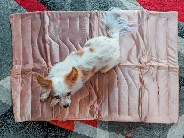 dog sitting on the cooling mat