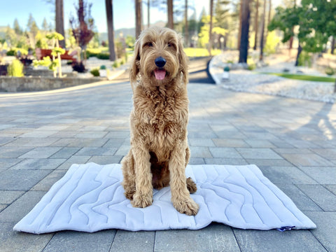 Micah-sitting-on-zonli cooling pet mat