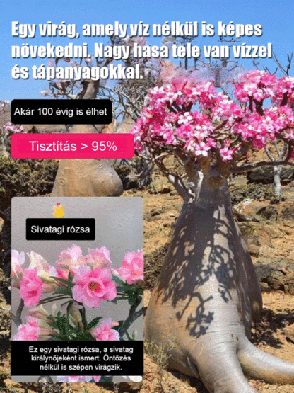 Öntözéssel akár 100 évig élhet a sivatagi rózsa hagymás virág.
