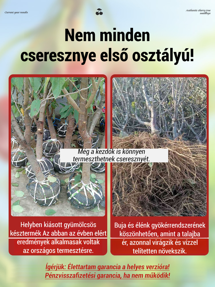Egy év alatt termő cseresznye magoncok, gyorsan hoznak gyümölcsöt!⚡