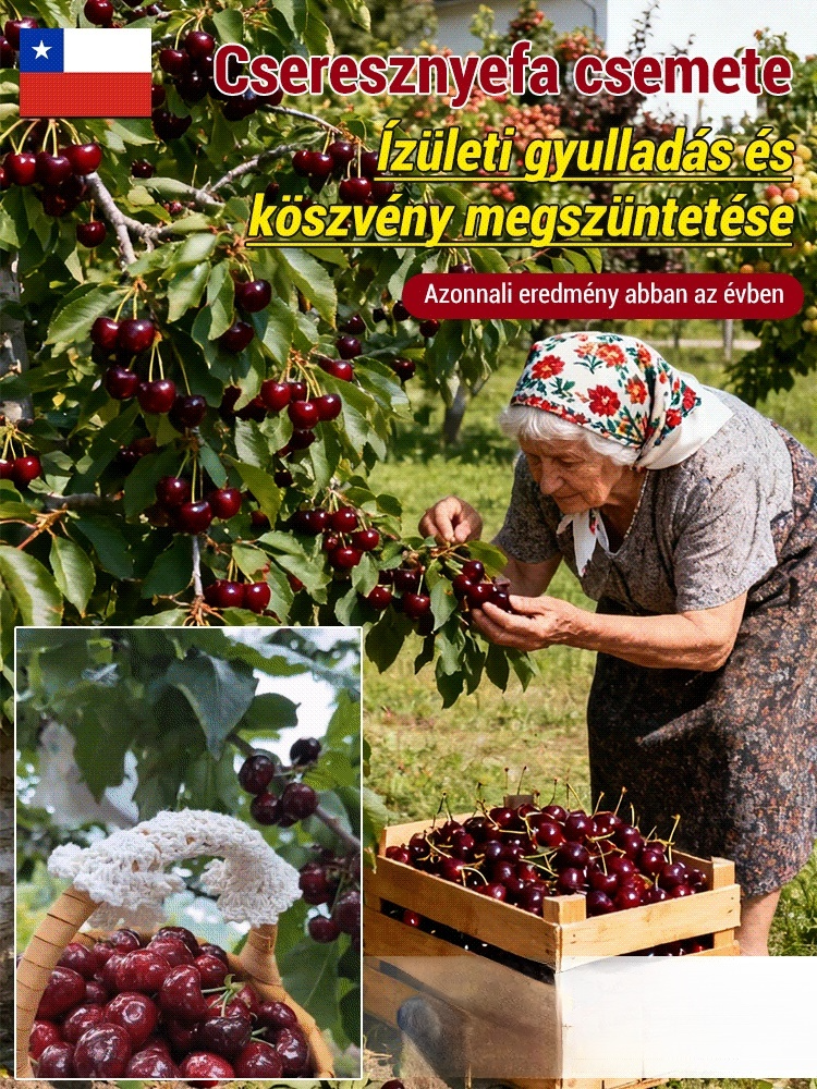 Akkori eredmények: cseresznye facsemete