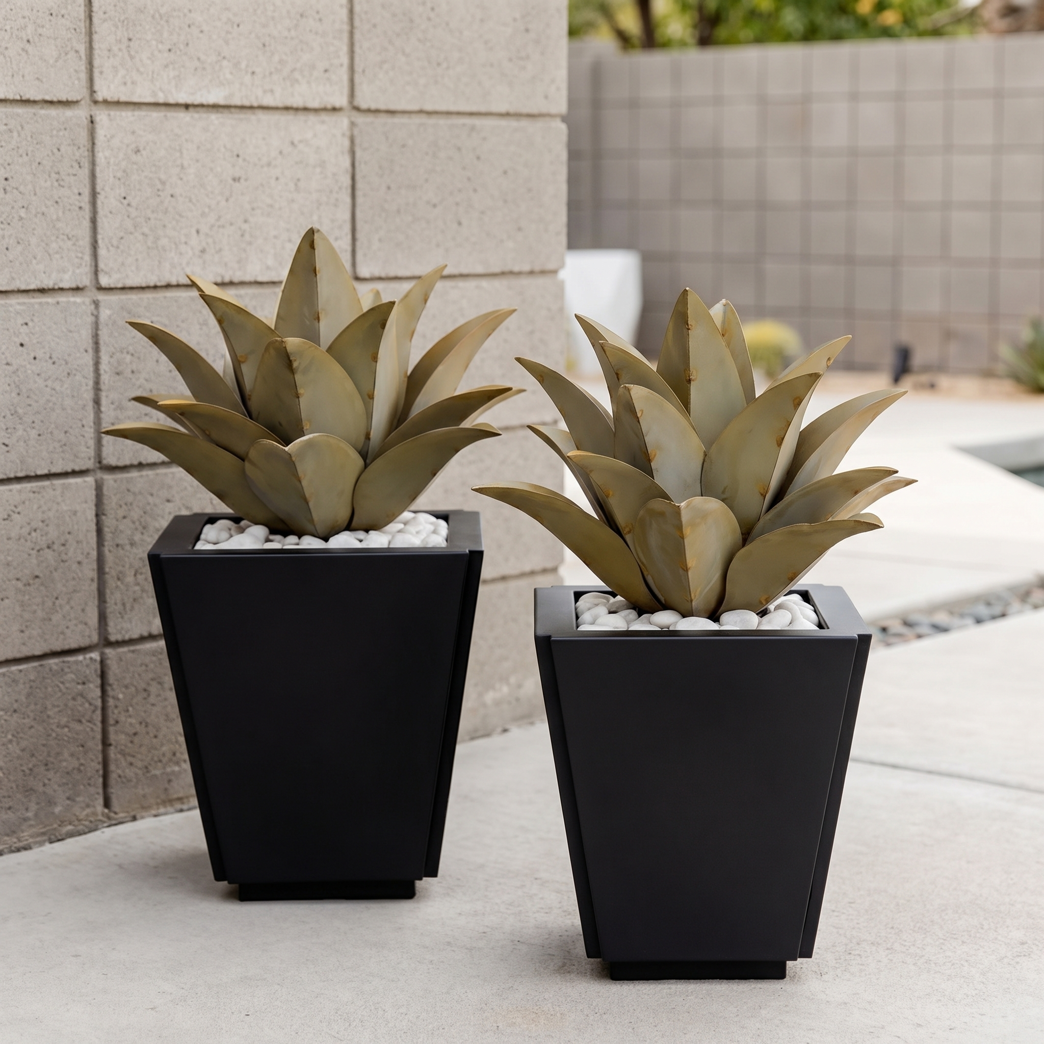 Whale's Tongue Agave
