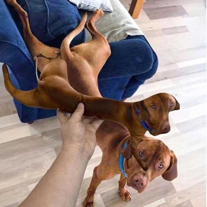 Cojín Personalizado con Fotos de Mascotas en 3D Diseño Divertido Ugly-Cute Regalo de Navidad para Perros y Gatos