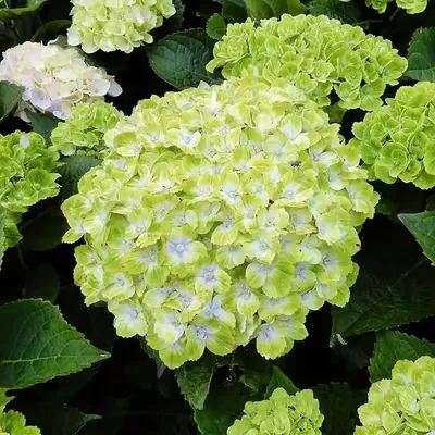 🌈Směs semen hortenzií – krásné a odolné trvalky pro vaši zahradu