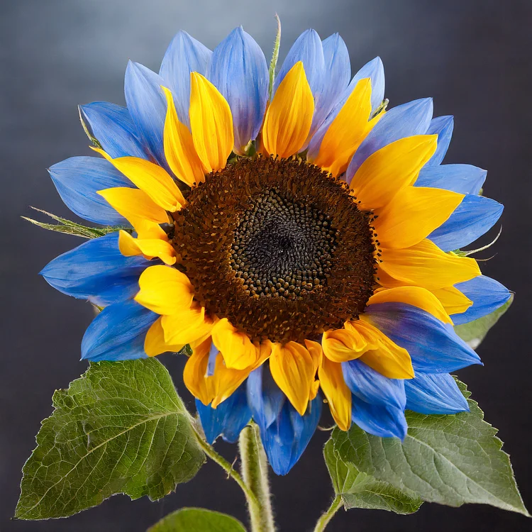 Farebné slnečnicové semienka 🌻