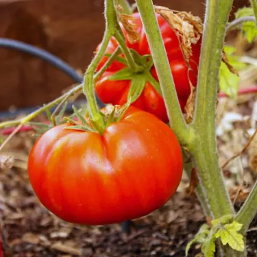 🍅 Υβριδική ντομάτα F1 "Ruby Monster" – μη ΓΤΟ