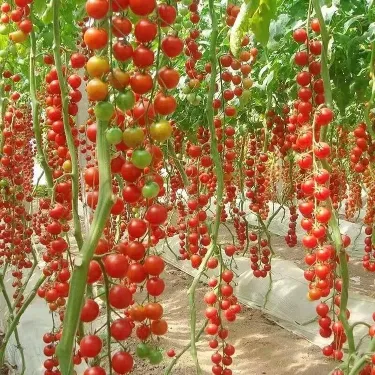 🍅 Vodopádové paradajky – sladké plody priamo z vašej záhrady či balkóna! 🍅
