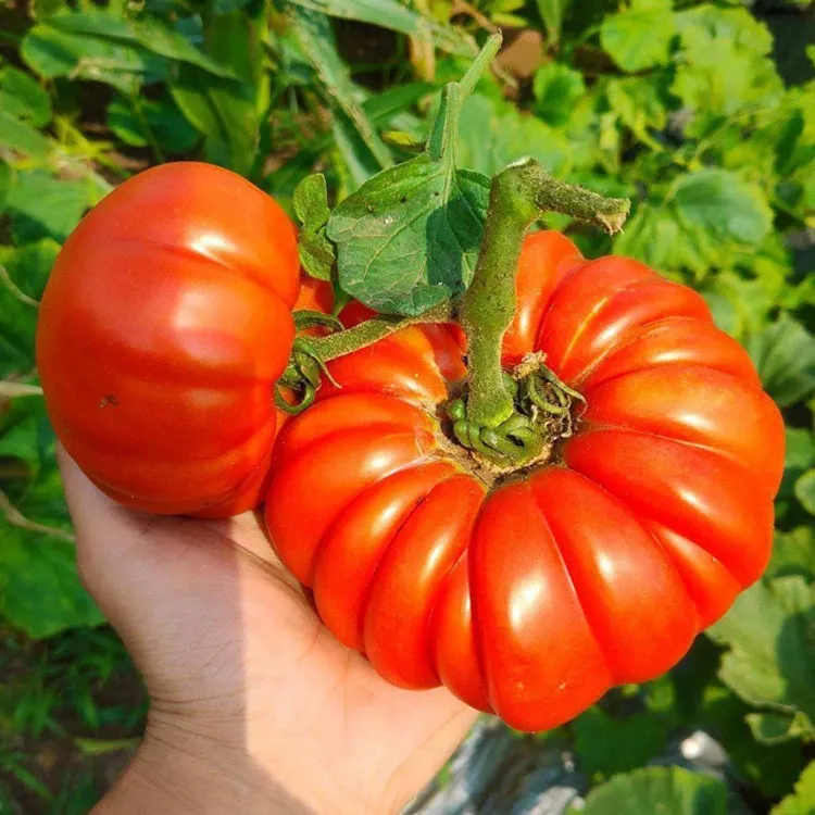 🍅 Υβριδική ντομάτα F1 "Ruby Monster" – μη ΓΤΟ
