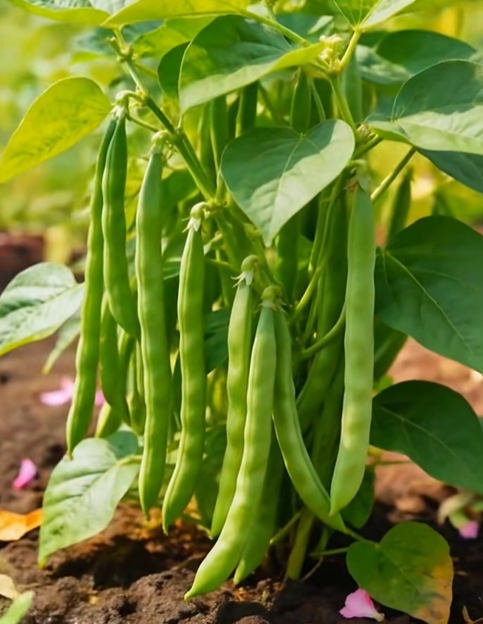 🔥Семена от джуджест храстов боб 🌱 | Висок добив • Без решетка • Лесно отглеждане