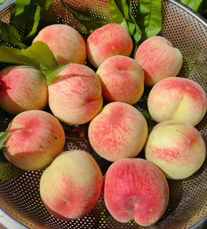 🍑🌱 Premium семена от праскова – отгледайте собствено плодово дърво у дома! 🌱🍑