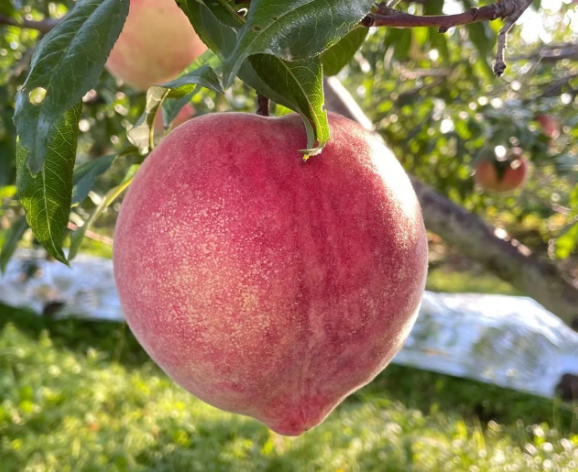 🍑🌱 Premium семена от праскова – отгледайте собствено плодово дърво у дома! 🌱🍑