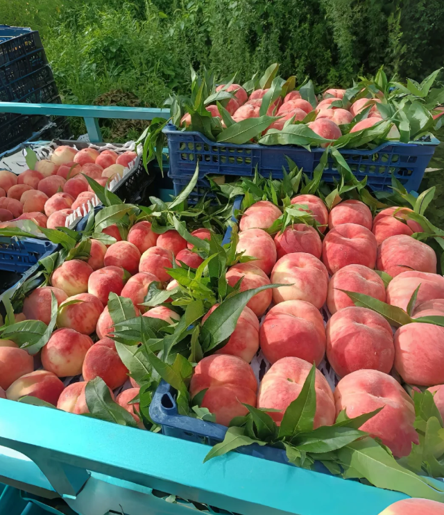 🍑🌱 Premium семена от праскова – отгледайте собствено плодово дърво у дома! 🌱🍑