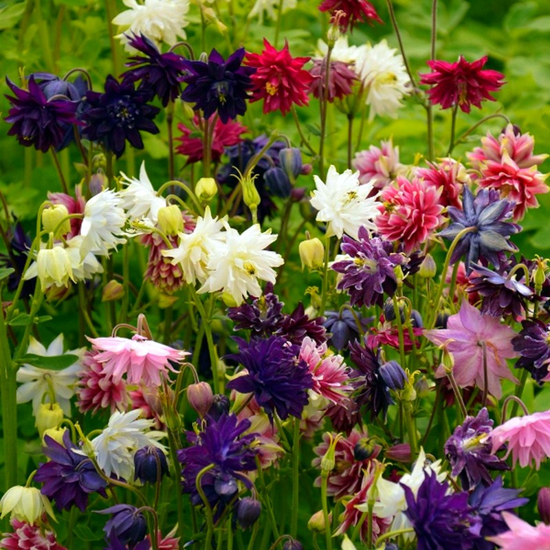 Columbine Mix Flower🐱🐾Cat's Paw Flowers Seeds