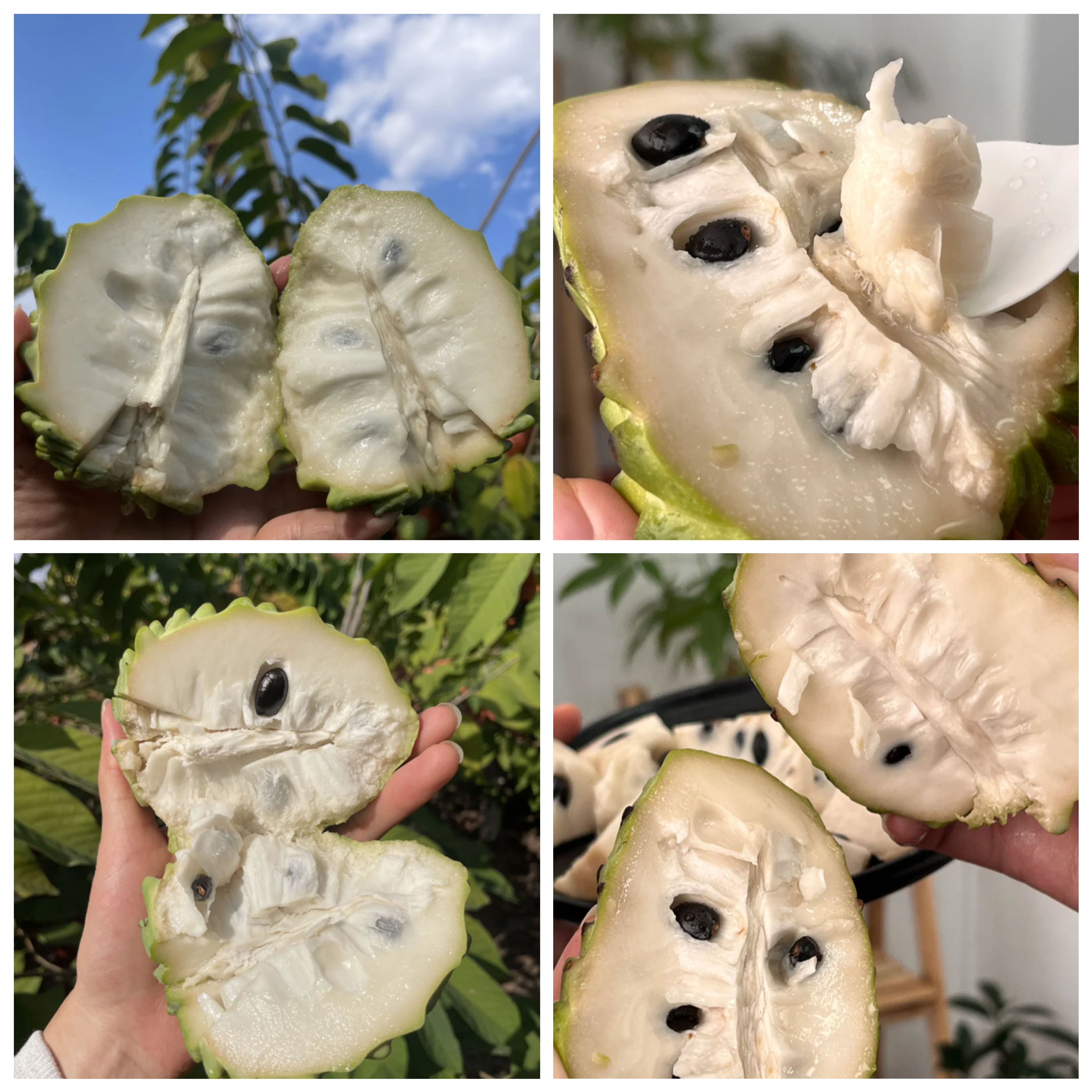 🌱SUGAR APPLE SEEDS