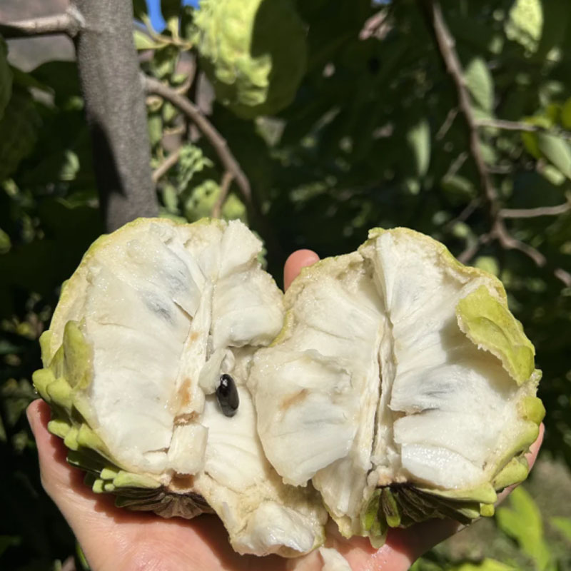 🌱SUGAR APPLE SEEDS