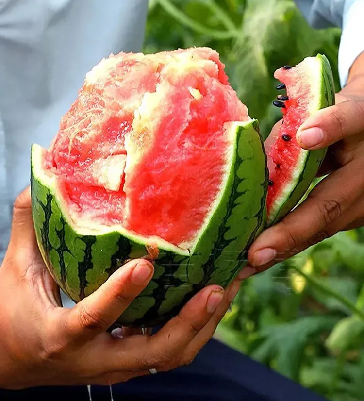 🍉 Σπόροι καρπουζιού «Kirin» – καθαρή καλοκαιρινή γλυκύτητα! 🌞