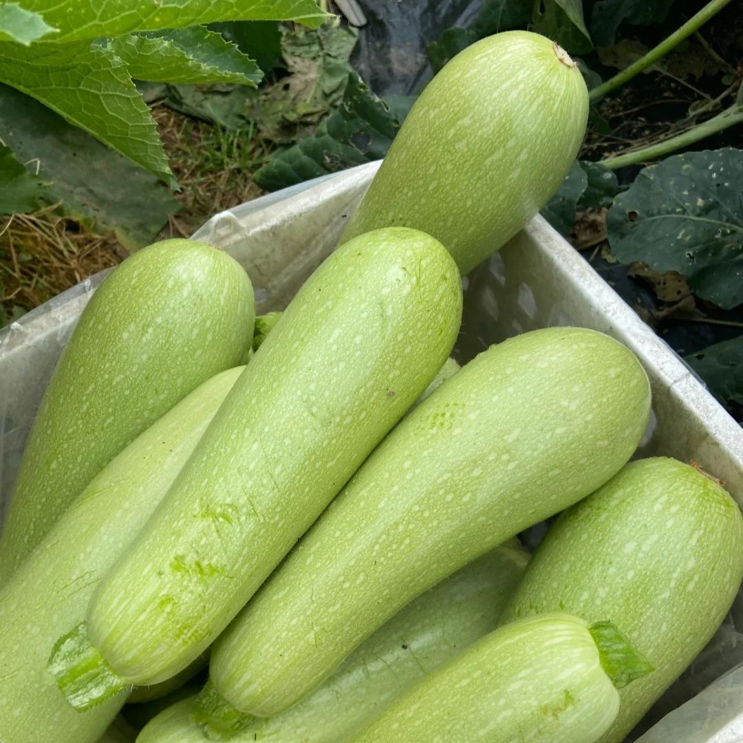 🌱 Σπόροι Κολοκυθιού – Εύκολη Καλλιέργεια, Υψηλή Απόδοση για Κήπο & Μπαλκόνι