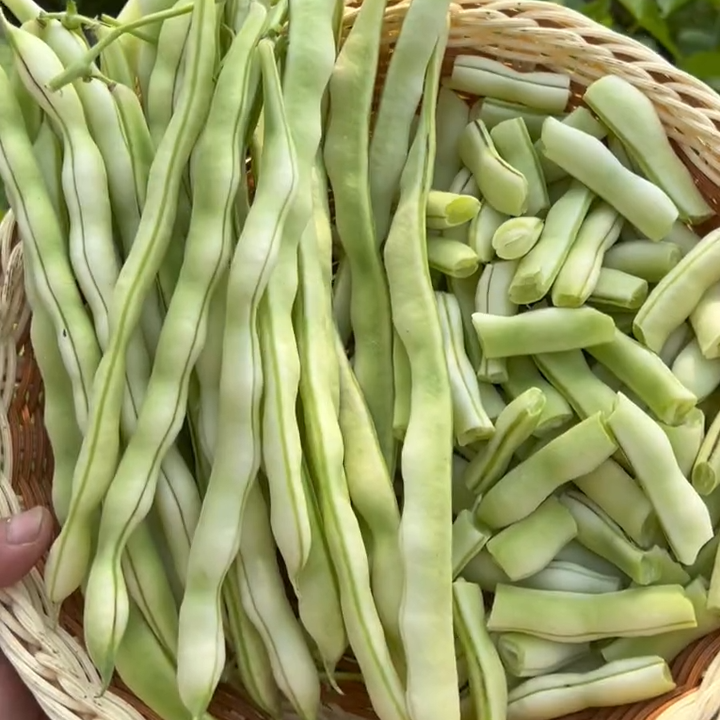 Високодобивен червен боб