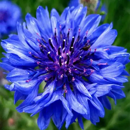🌸🌿 Σπόροι μη με λησμονείς για έναν κήπο που ανθίζει όλο τον χρόνο – Ανθεκτικοί, εύκολοι και προσελκύουν πεταλούδες! 🦋