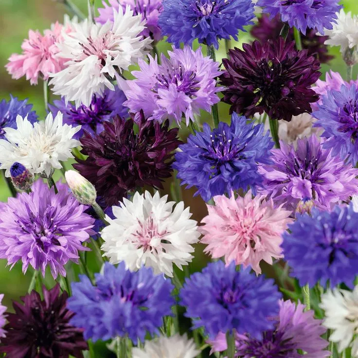 🌸🌿 Σπόροι μη με λησμονείς για έναν κήπο που ανθίζει όλο τον χρόνο – Ανθεκτικοί, εύκολοι και προσελκύουν πεταλούδες! 🦋