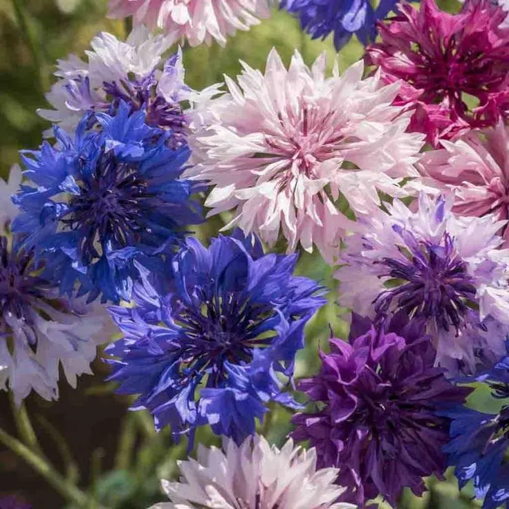 🌸🌿 Σπόροι μη με λησμονείς για έναν κήπο που ανθίζει όλο τον χρόνο – Ανθεκτικοί, εύκολοι και προσελκύουν πεταλούδες! 🦋
