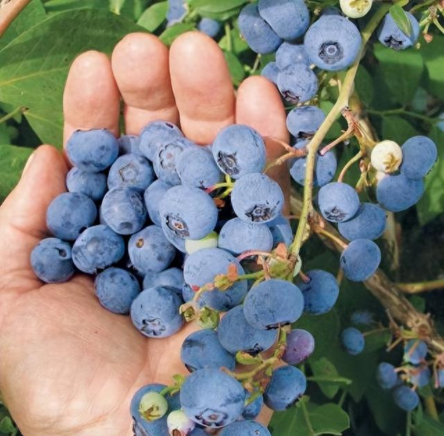 🥇 Čučoriedky pre KAŽDÉHO: Obrovské plody, ktoré DOZRIEVAJÚ NA BALKÓNE! 🫐