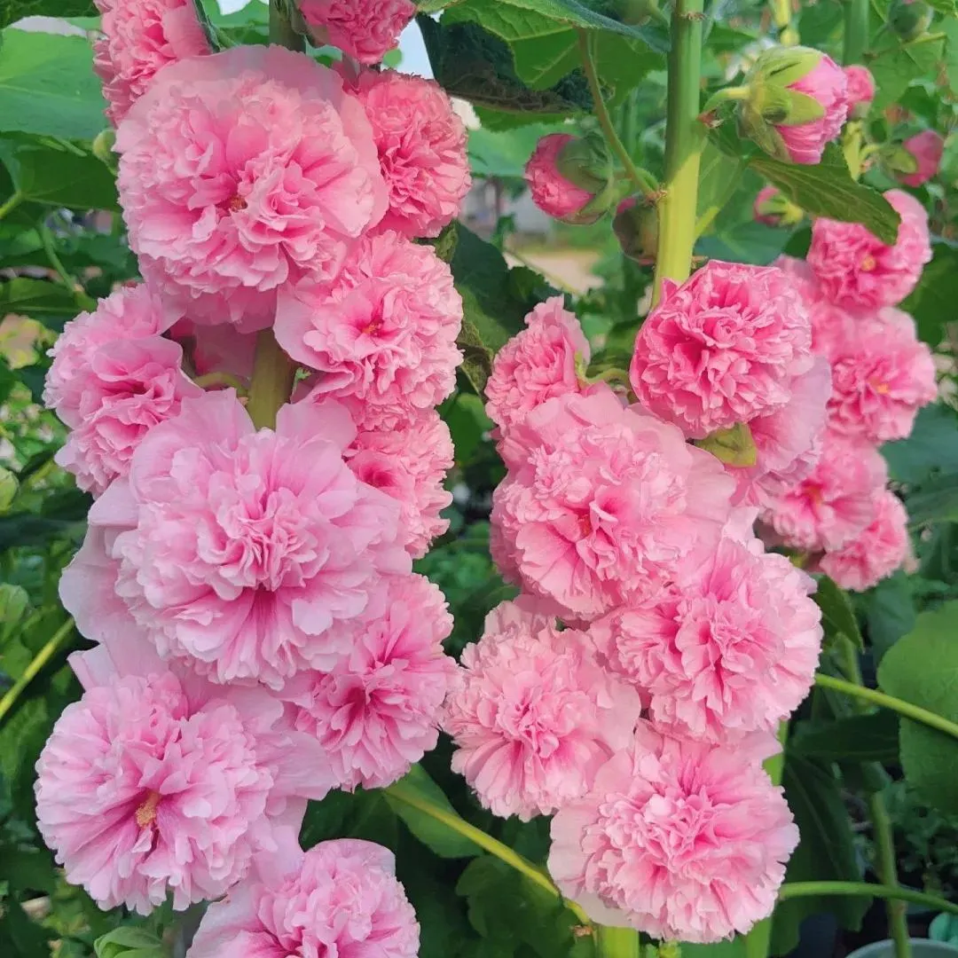 🌺 Σπάνιες διπλές μολόχες – Ανθεκτικά πολυετή λουλούδια | Ομορφιές που ανθίζουν για τον παραδοσιακό κήπο 🌿
