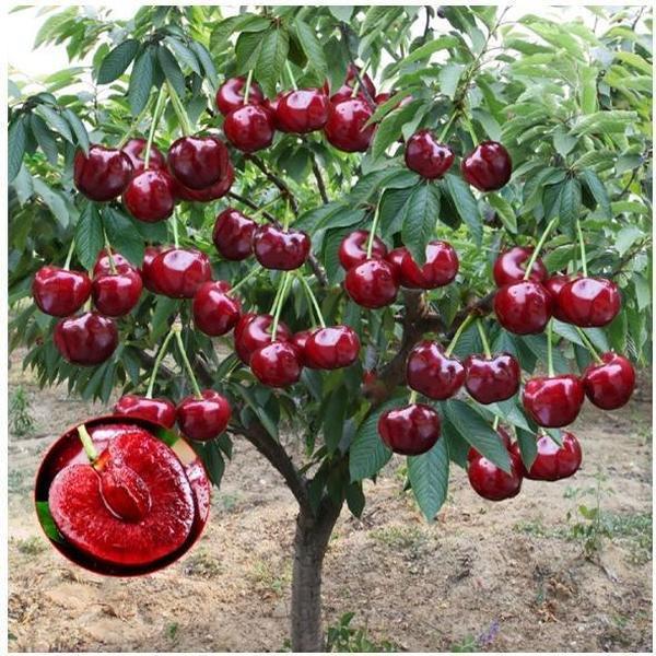 🏆75 000+ ПРОДАДЕНИ! 🌳Семки от черешово дърво – Вкусни, пресни череши ви очакват!