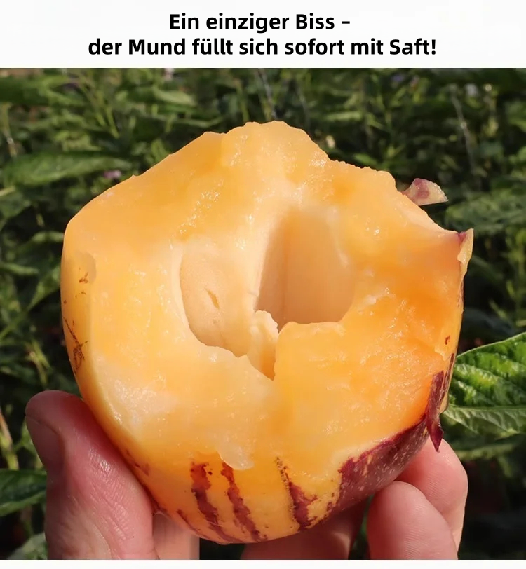 🎁30% Rabatt🍐🍐Pepinos-Samen (Melonen-Birnen)