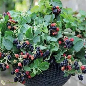 Premium Riesen-Maulbeere 'Sweet Giant'
