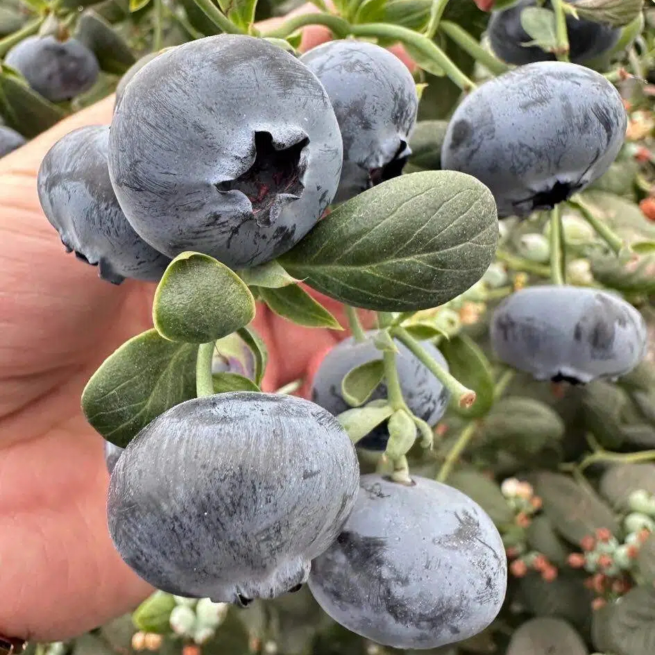 🔥HEISSER VERKAUF 50% RABATT🔥Riesen-Heidelbeersamen (50er-Packung)